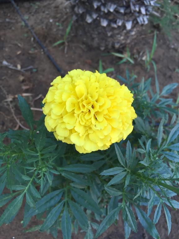 B&B Fiori Gialli Caucana Санта-Кроче-Камерина Екстер'єр фото